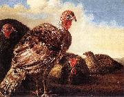 Domestic Fowl CUYP, Aelbert